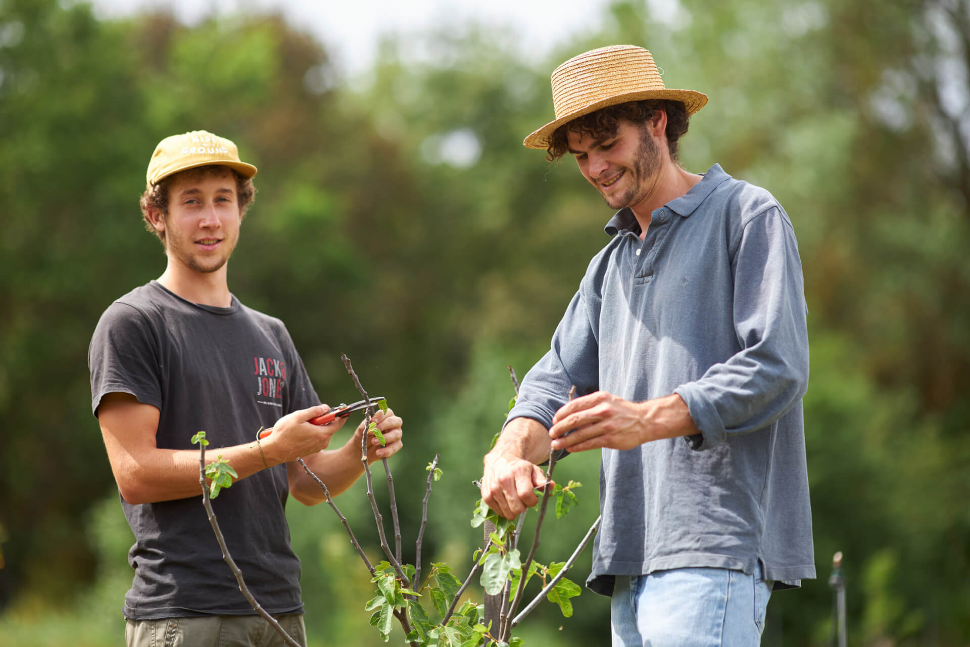 Formation à la conduite agroécologique et à la taille douce des arbres fruitiers | Potagers & Compagnie