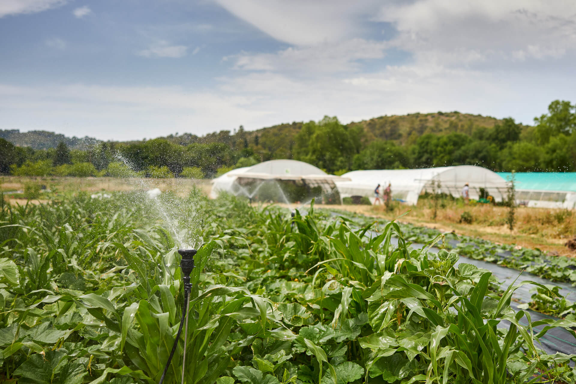 Concevoir et piloter son irrigation en maraichage, arbo et PPAM | Potagers & Compagnie