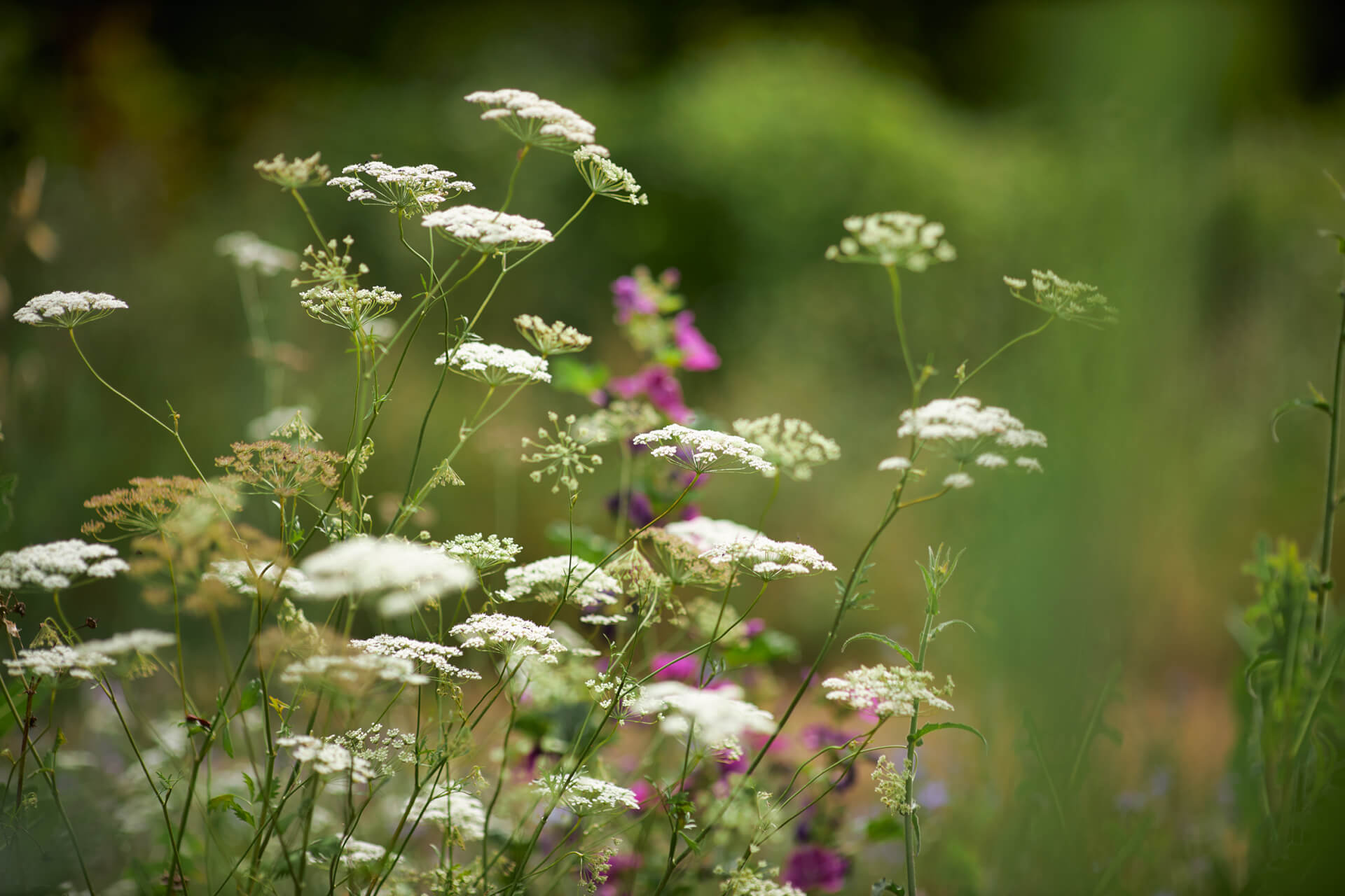 Potagers & Compagnie