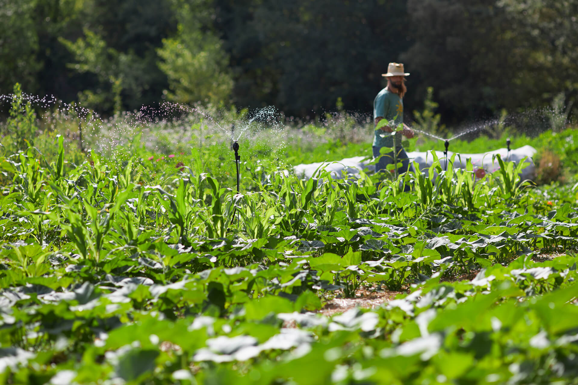Potagers & Compagnie