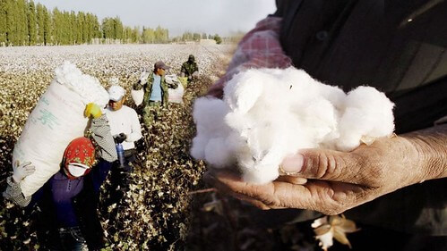 Bông Tân Cương và nhân quyền | Vietnam Fraternité