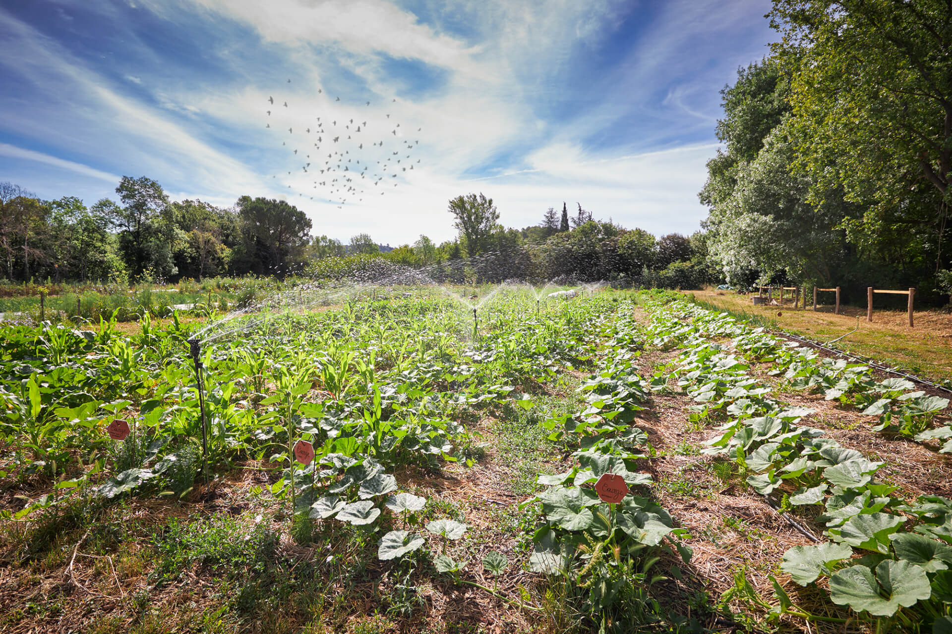 Potagers & Compagnie