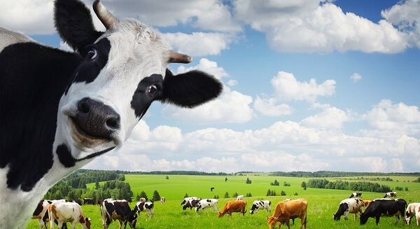 Số phận của dân chỉ là bò sữa để bị vắt đến cạn kiệt | Vietnam Fraternité