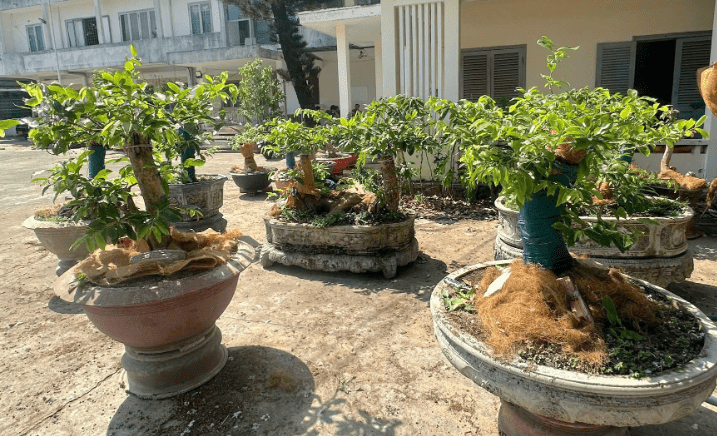 Vụ tịch thu 48 cây mai ở Côn Đảo : Quyền sở hữu không sống nhờ giấy tờ | Vietnam Fraternité