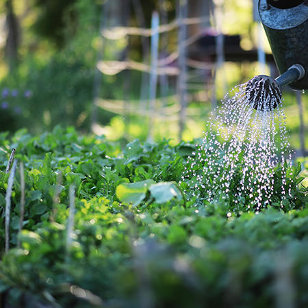 Création d'un potager d'entreprise pour Color Foods en milieu urbain | Potagers & Compagnie