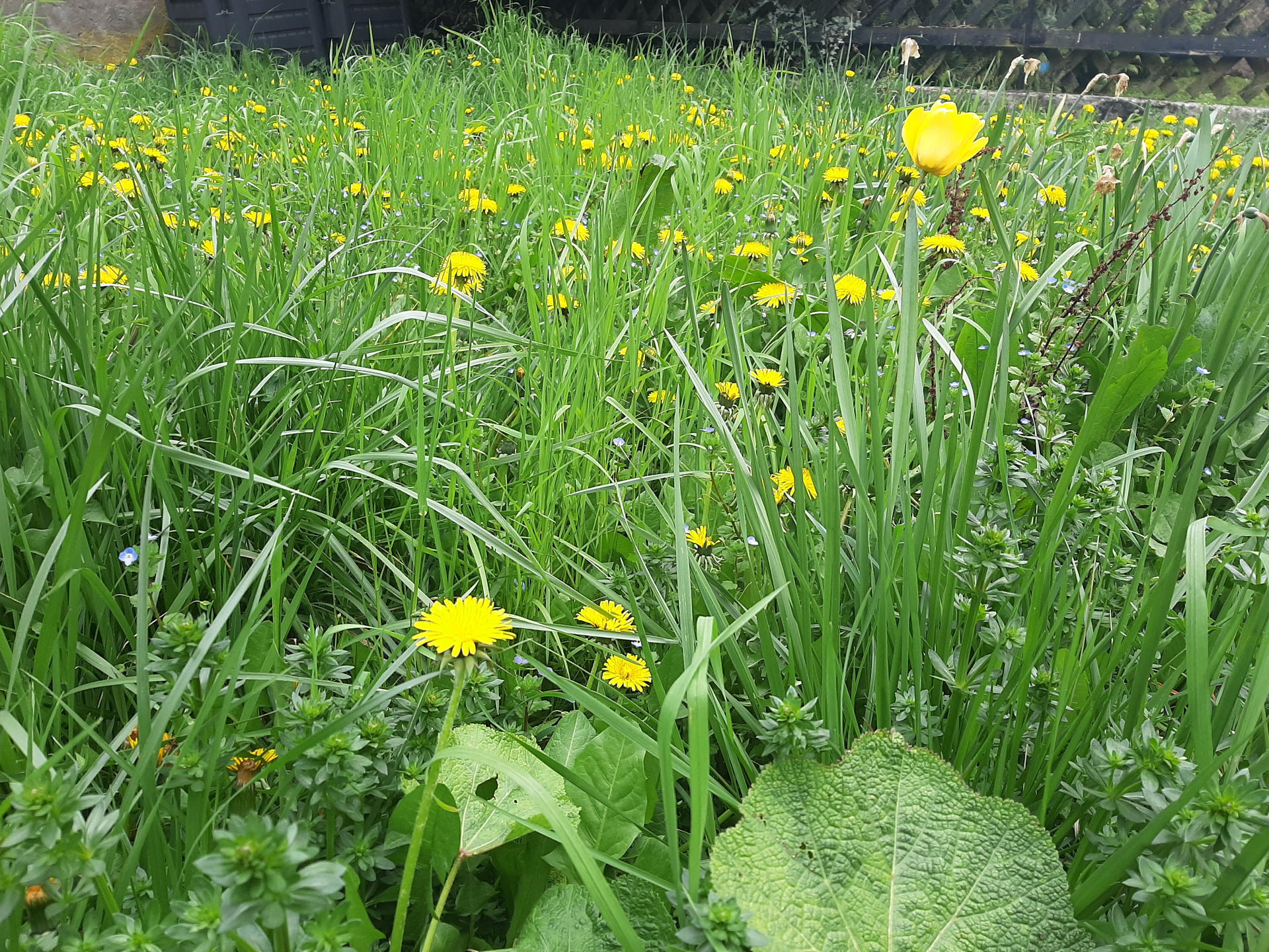 Sortie nature - A LA DECOUVERTE DES PLANTES SAUVAGES COMESTIBLES, TOXIQUES ET MEDICINALES | La contrée des minis