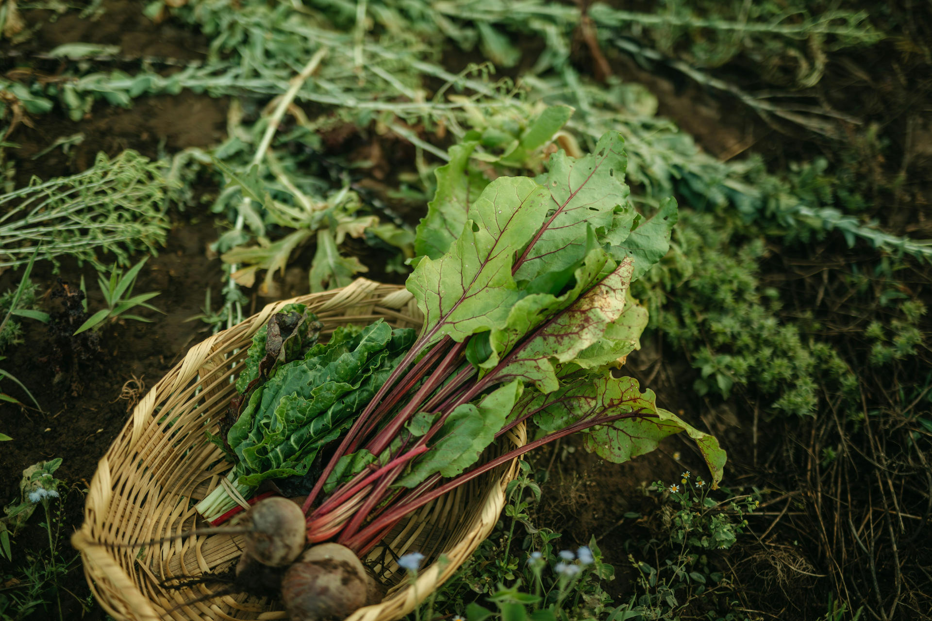 Refonte agroécologique et nourricière du Domaine Récompense | Potagers & Compagnie