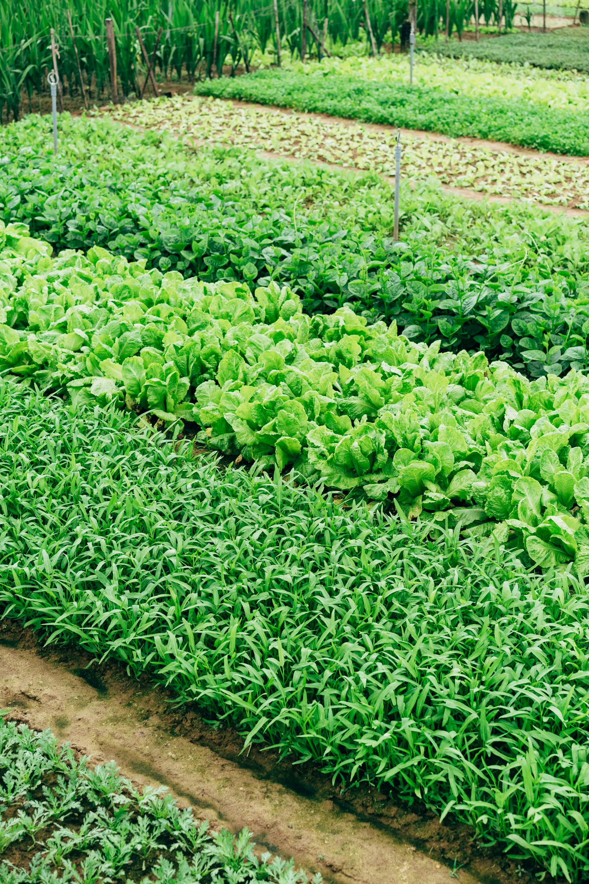 Étude de faisabilité d’une ferme maraîchère intercommunale | Potagers & Compagnie