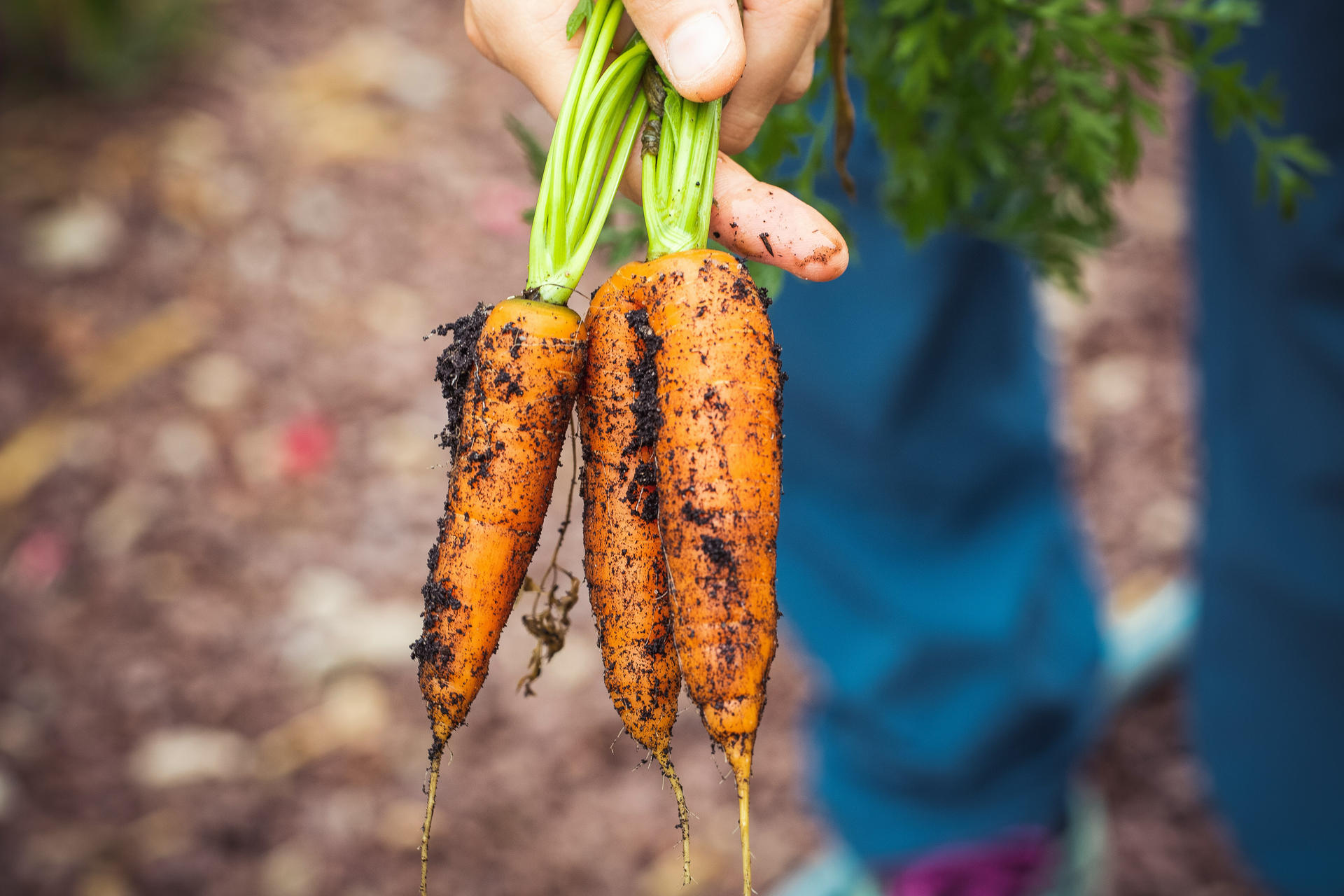 Création d’une ferme maraîchère municipale à Plan de Cuques | Potagers & Compagnie