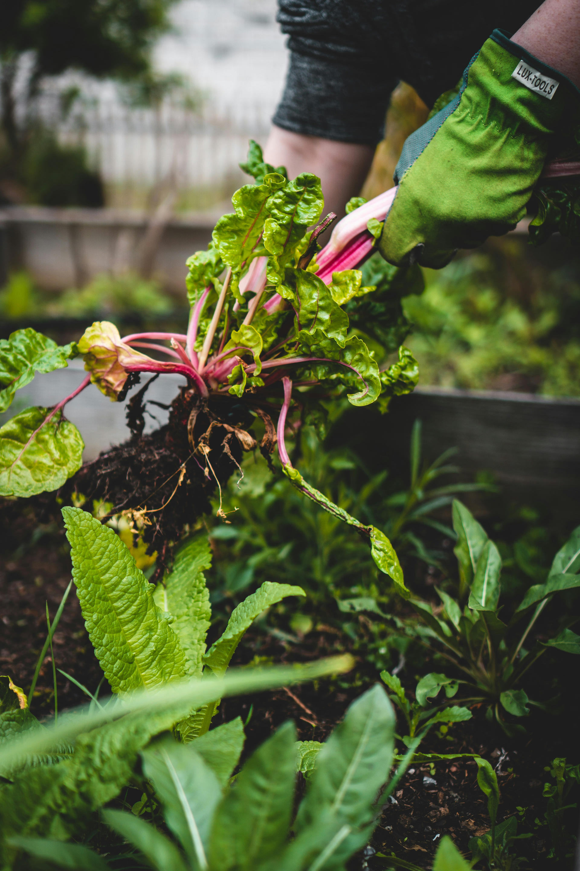 Création d’une ferme maraîchère municipale à Rocbaron | Potagers & Compagnie