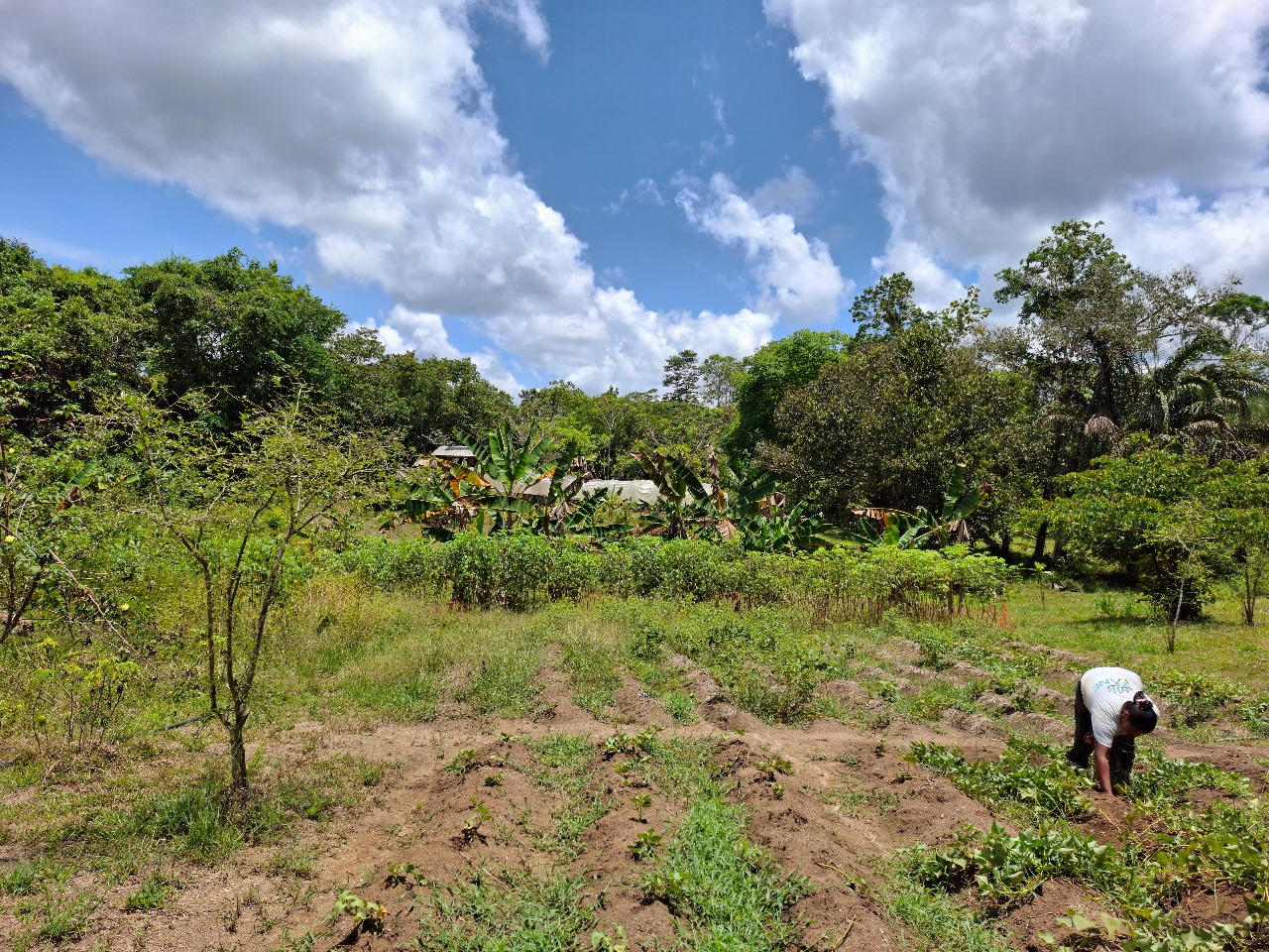 Lien Et Insertion Pour La Guyane
