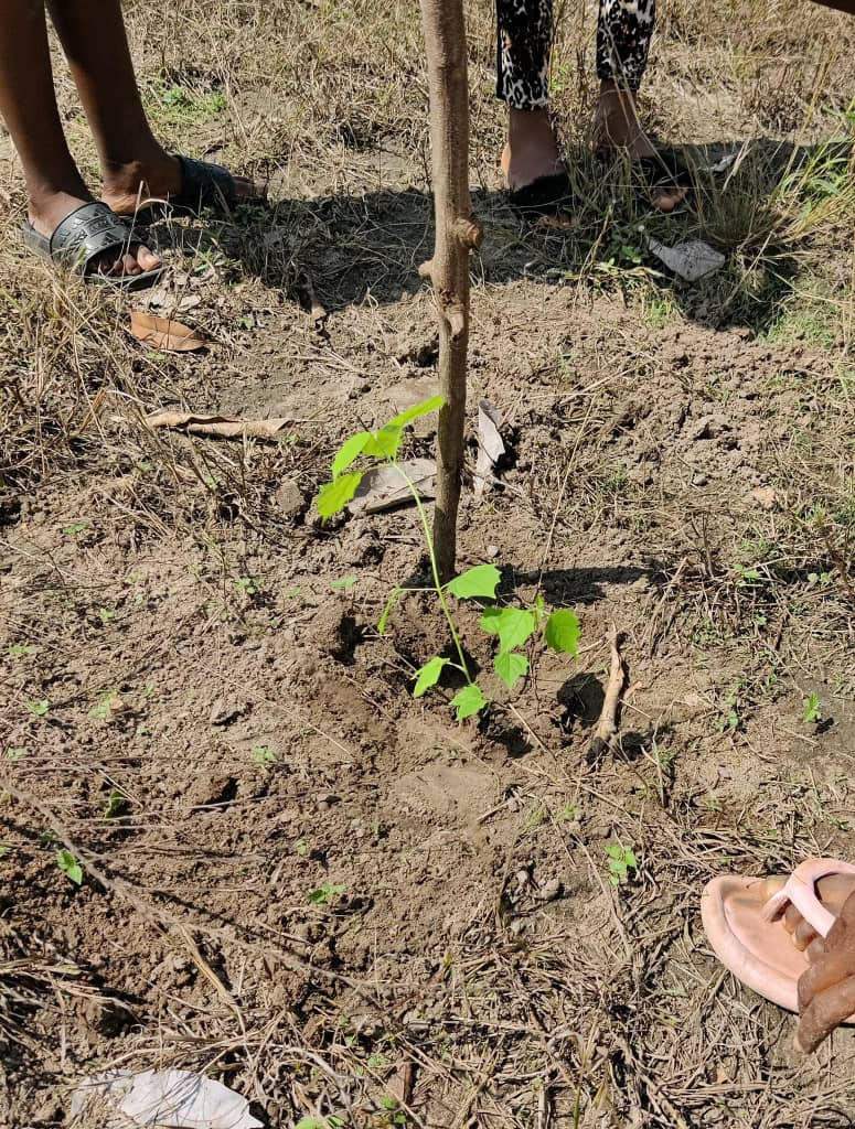 Projet «Restaurer la couverture végétale à hihéatro» | Coopterre
