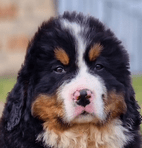 Blue Boy | FCAPI - France Chiens d'Assitance Personnalisé et indidualisé