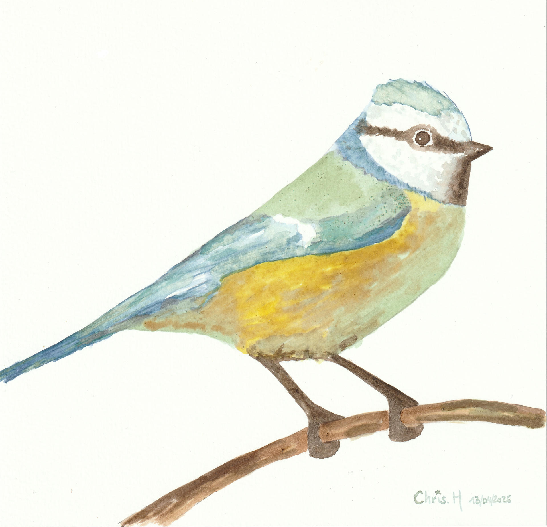 Mésange bleue | christophe-henry
