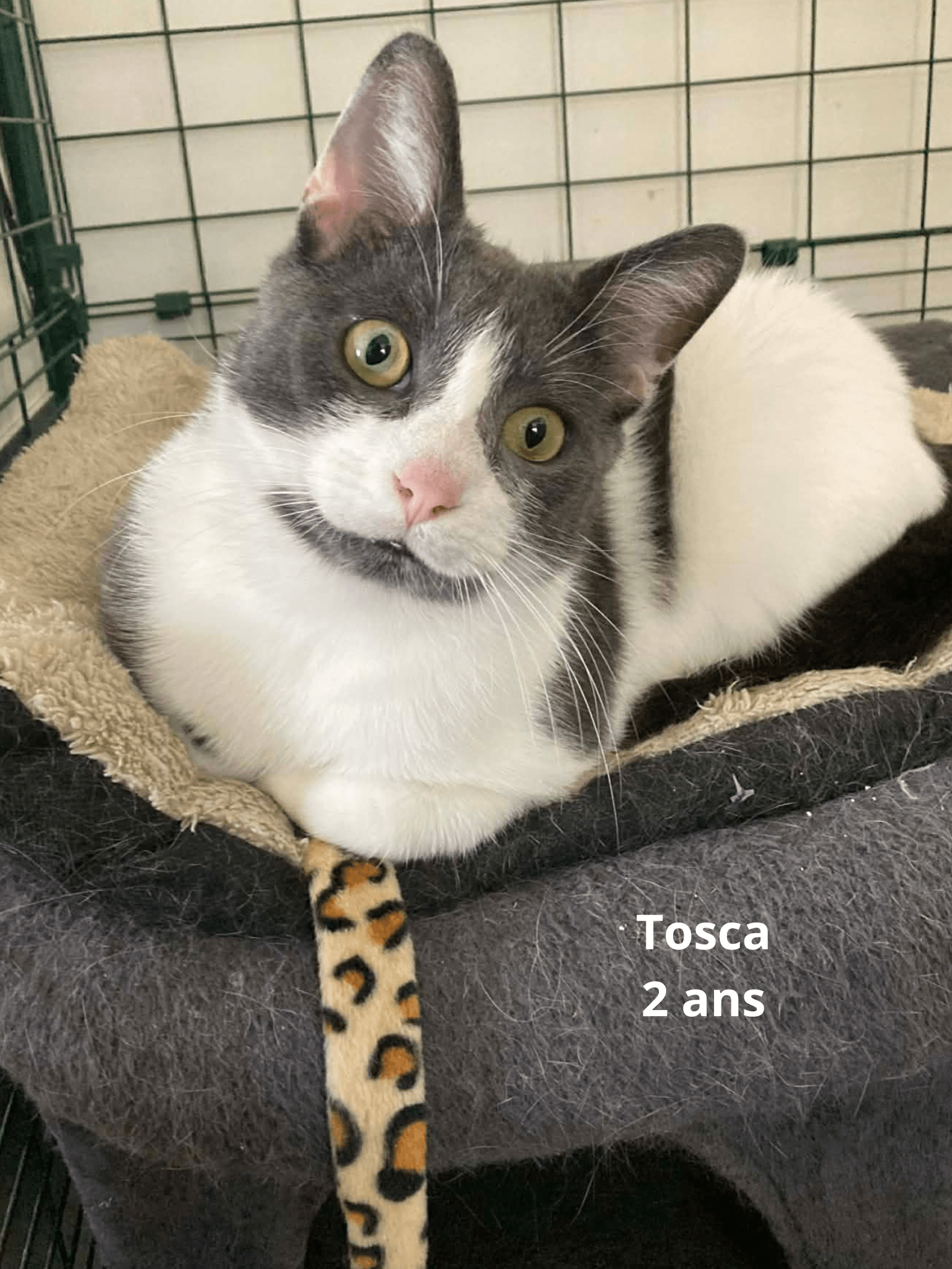 TOSCA | Ch'amis pour la vie