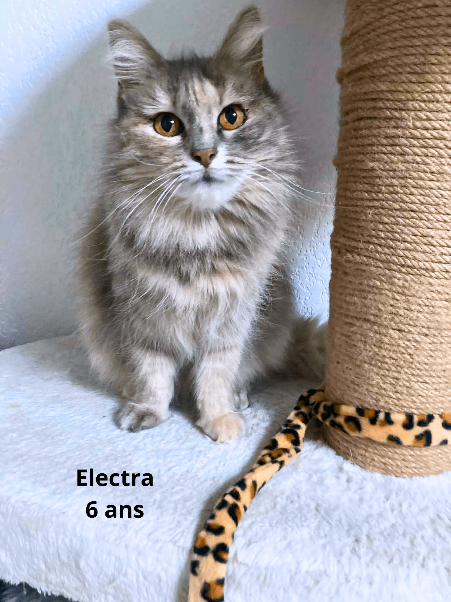 - | Ch'amis pour la vie