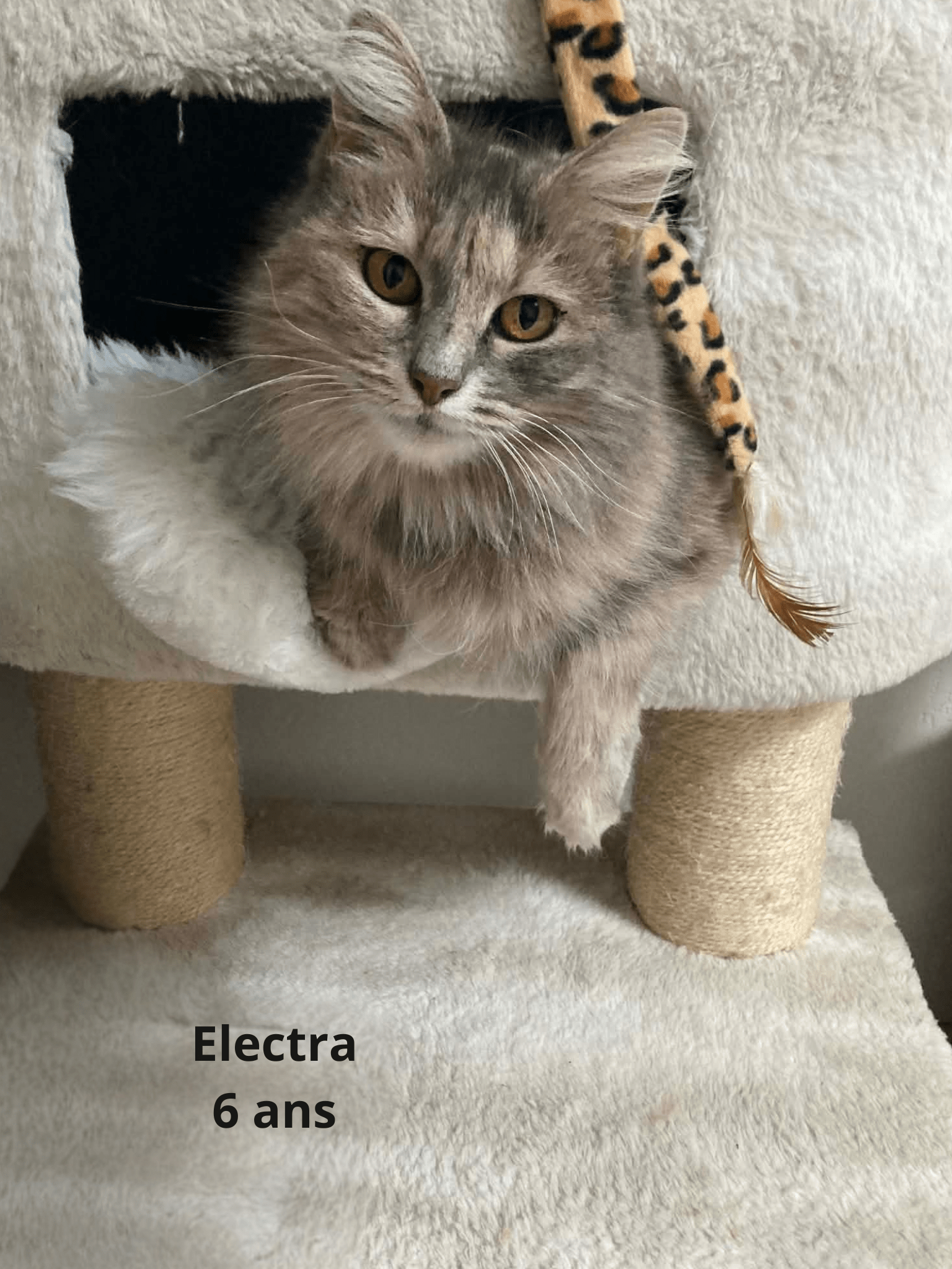 - | Ch'amis pour la vie