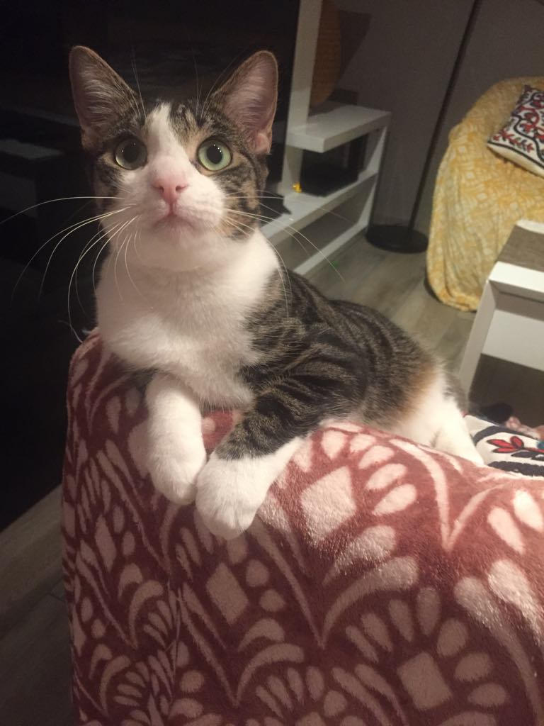 - | Ch'amis pour la vie