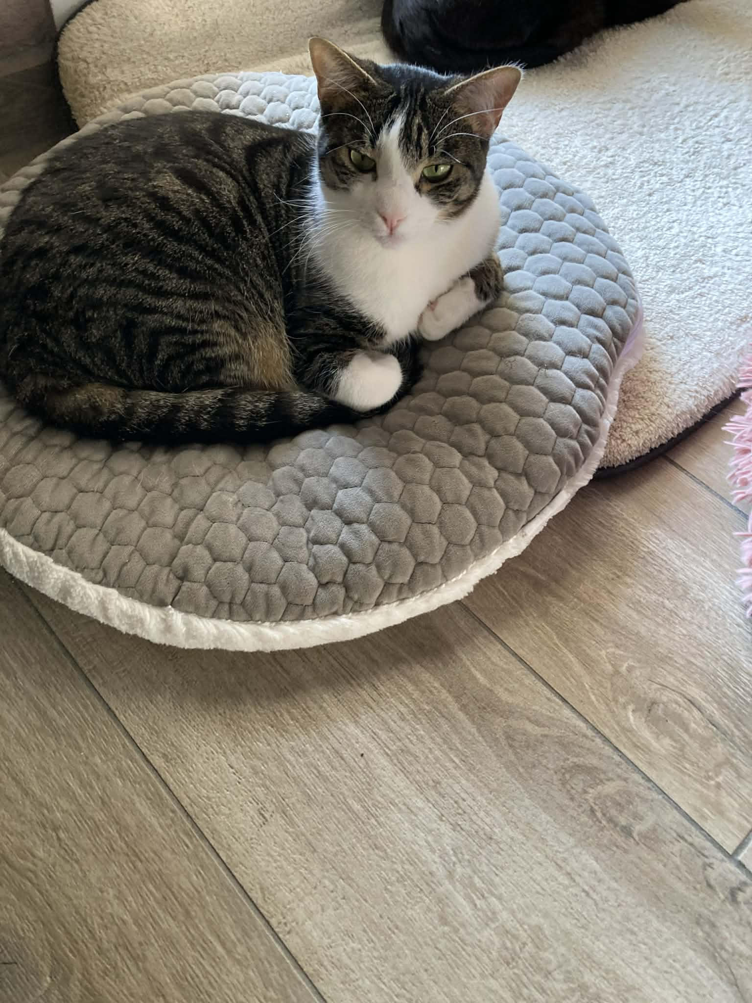 - | Ch'amis pour la vie