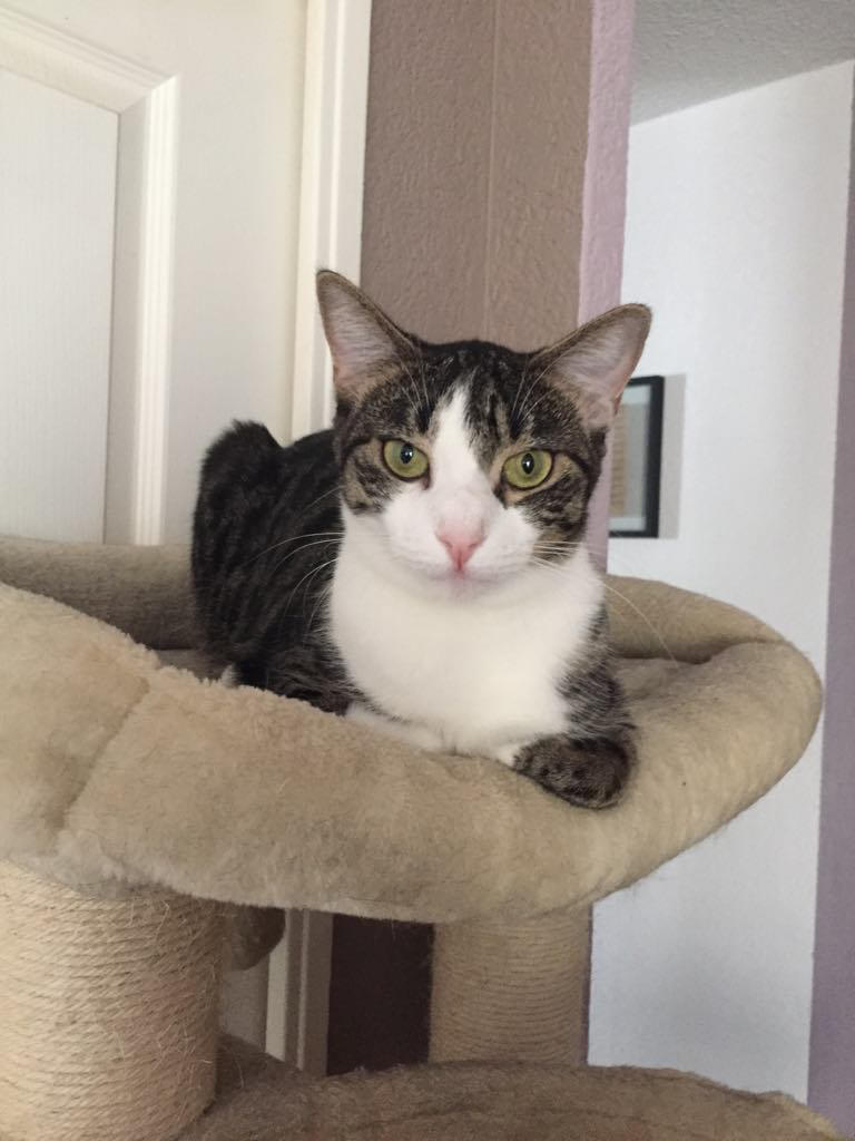 - | Ch'amis pour la vie