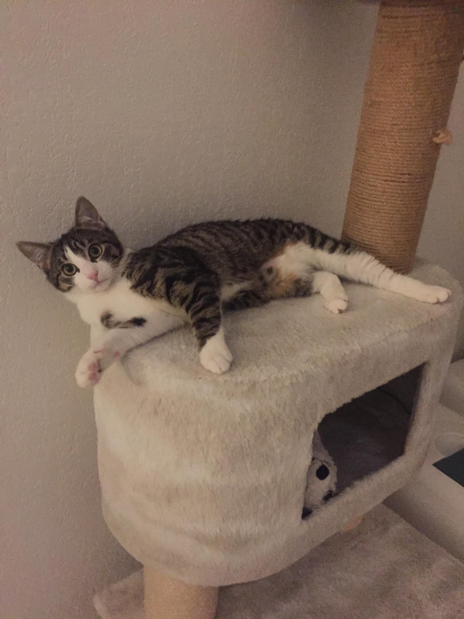 - | Ch'amis pour la vie