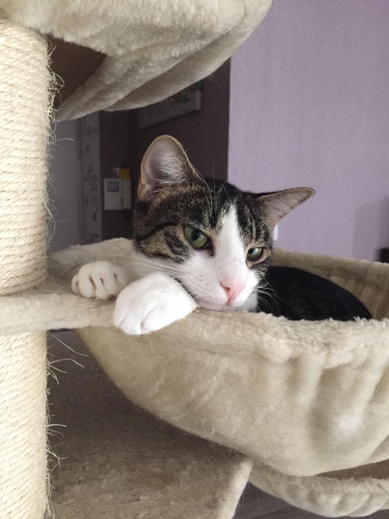 - | Ch'amis pour la vie