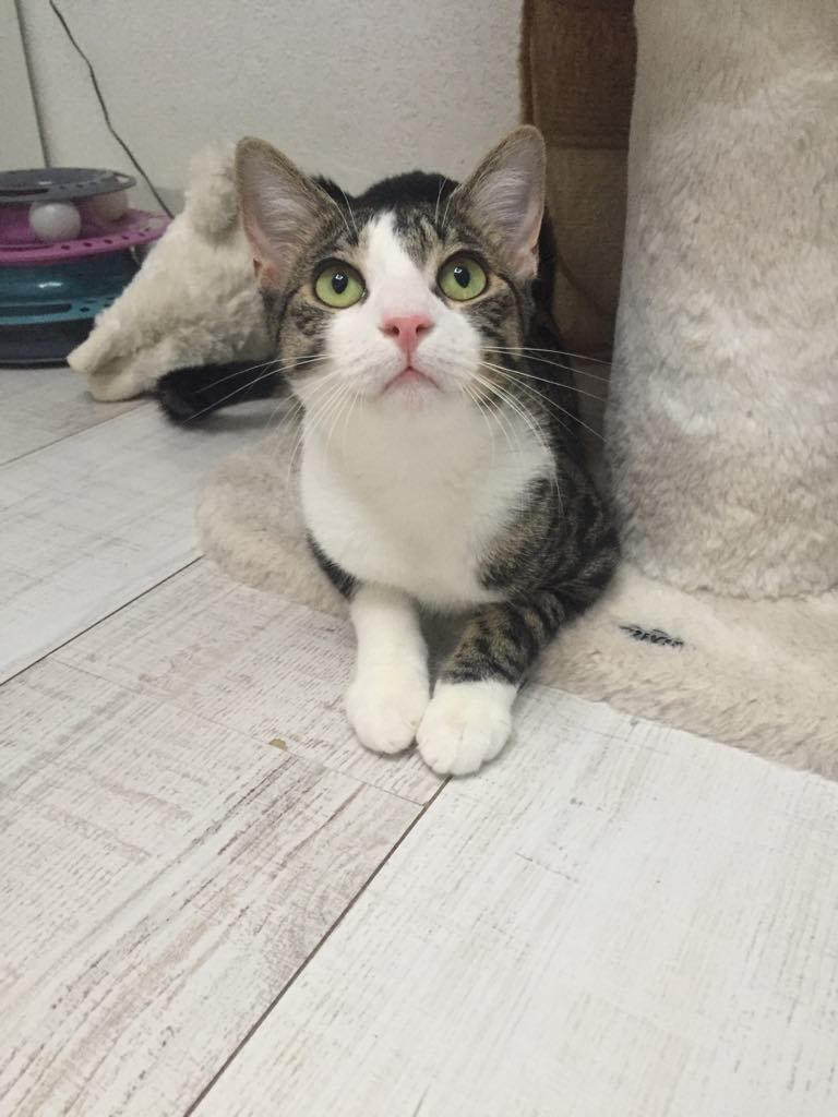 - | Ch'amis pour la vie