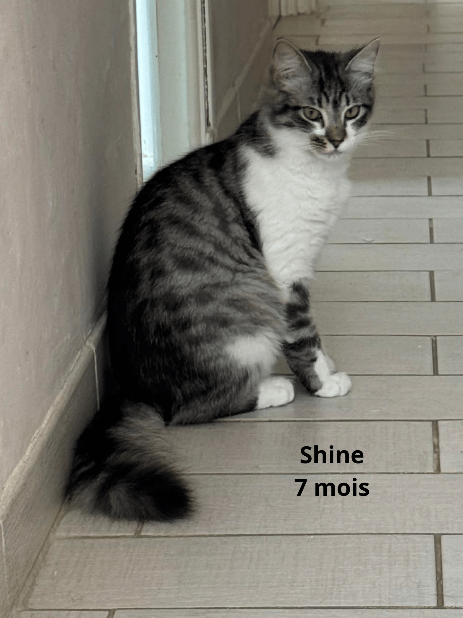 - | Ch'amis pour la vie