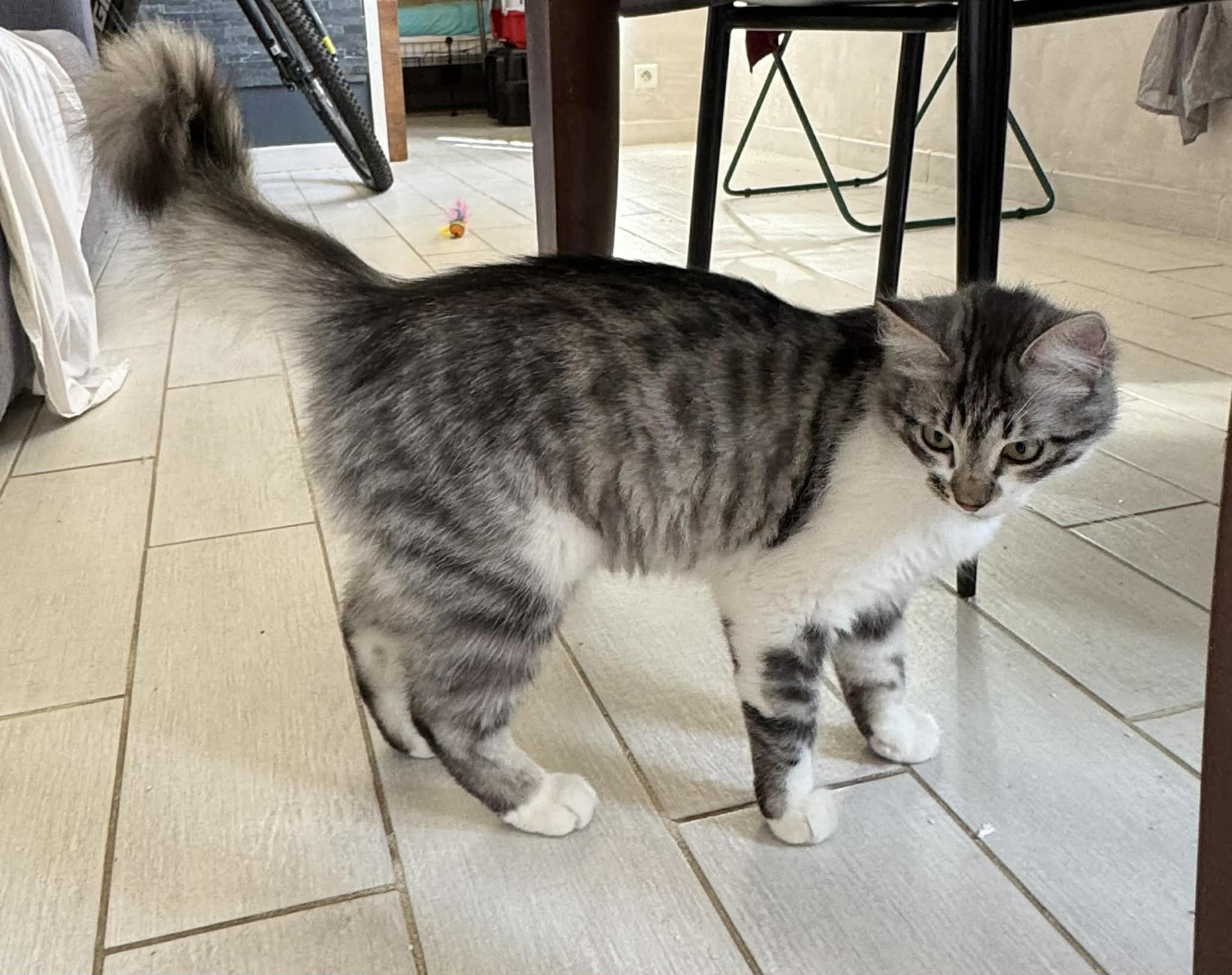 - | Ch'amis pour la vie