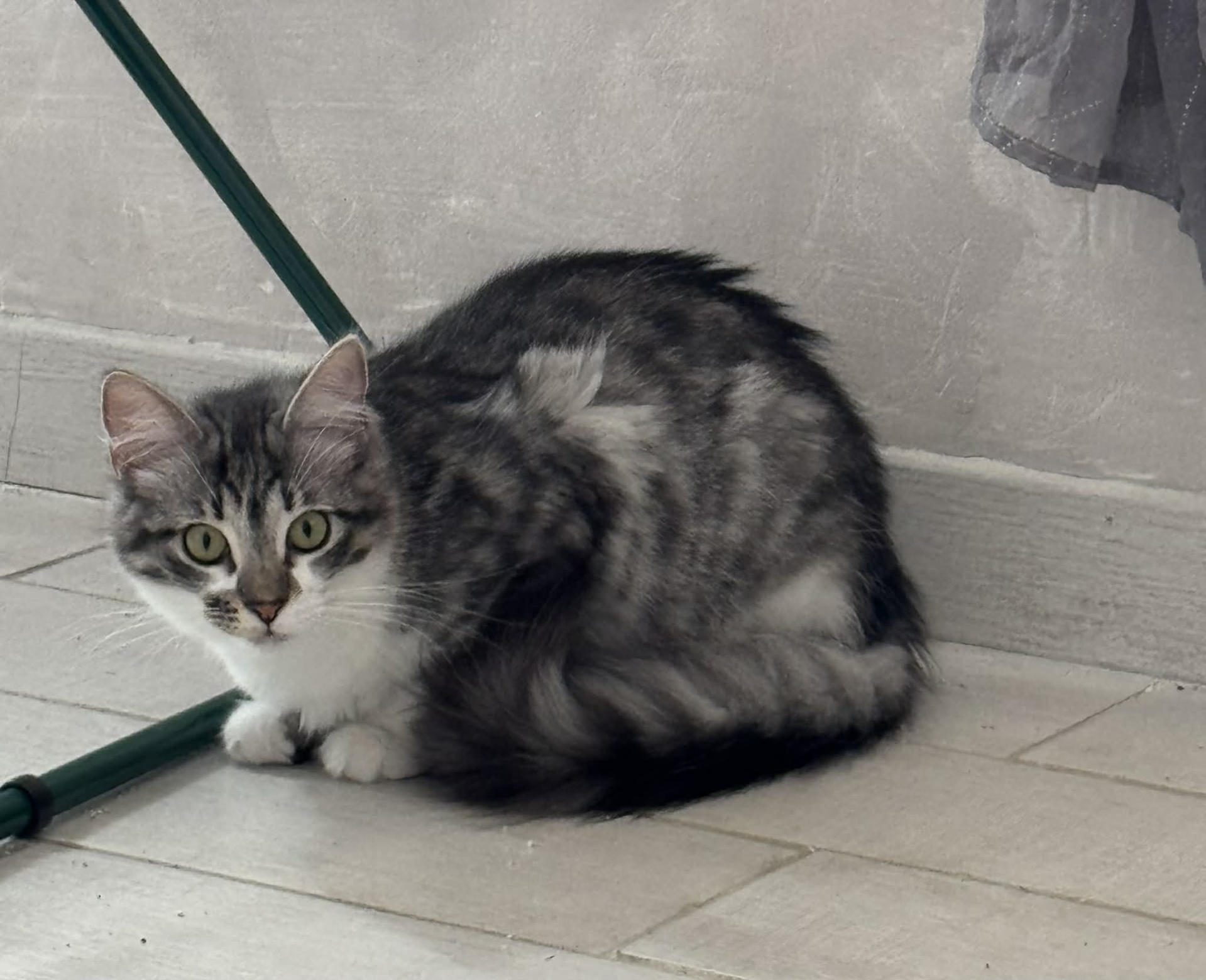 - | Ch'amis pour la vie