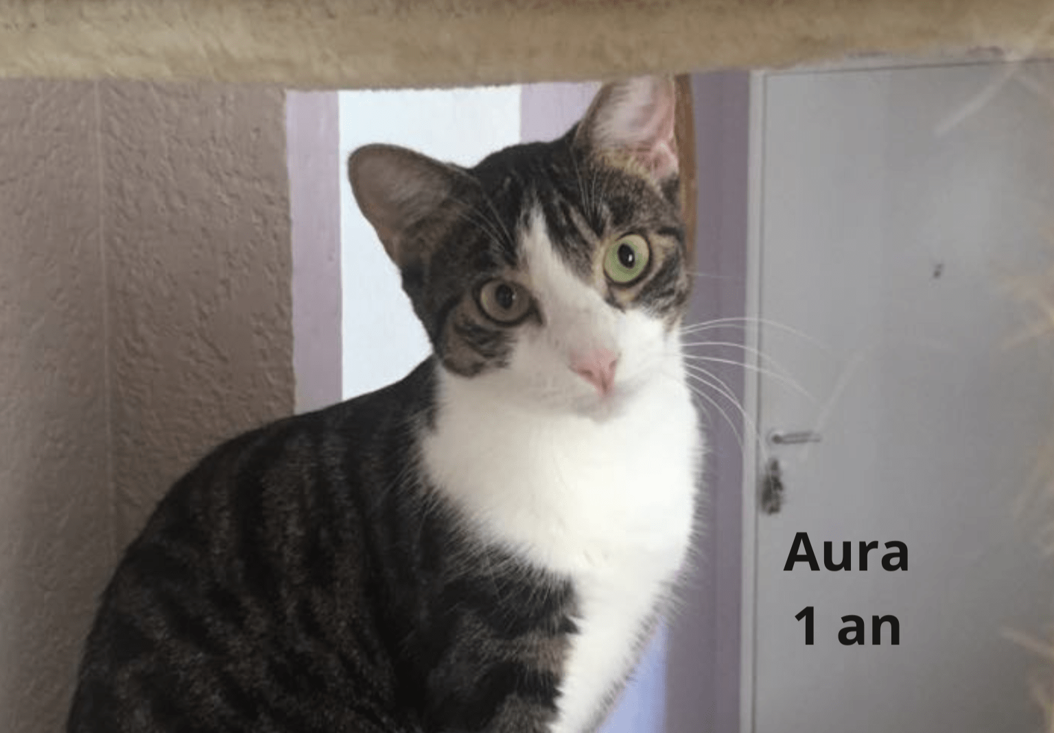 AURA | Ch'amis pour la vie