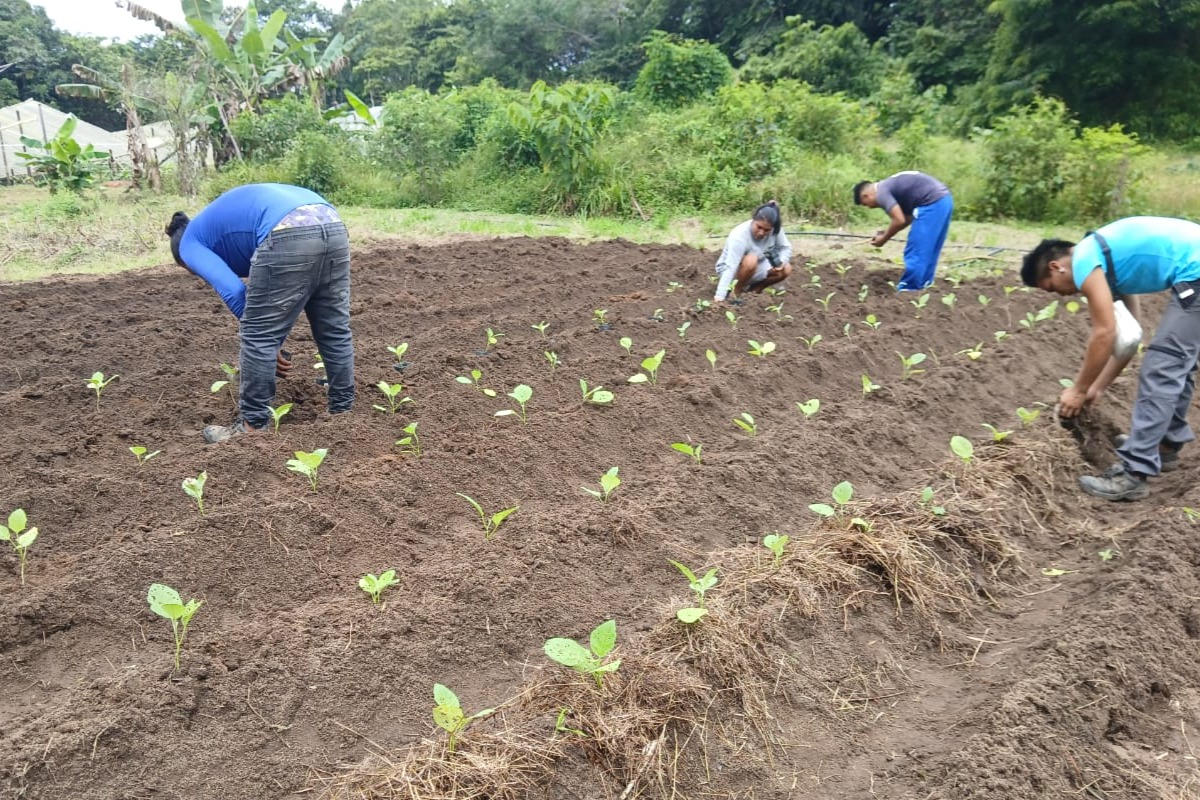 Préparation de la terre pour les futures plantations à Camopi ! | Lien Et Insertion Pour La Guyane