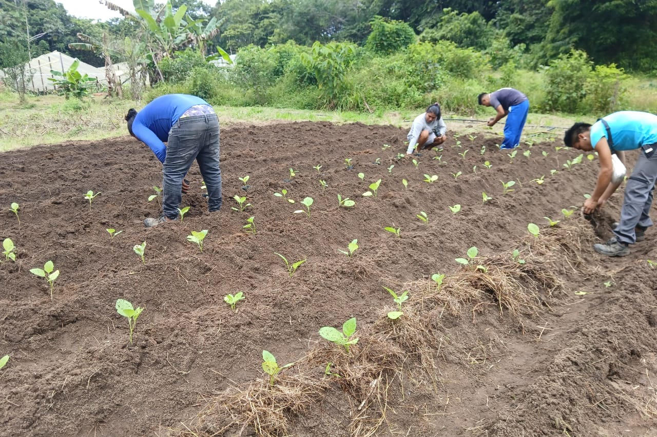 Lien Et Insertion Pour La Guyane