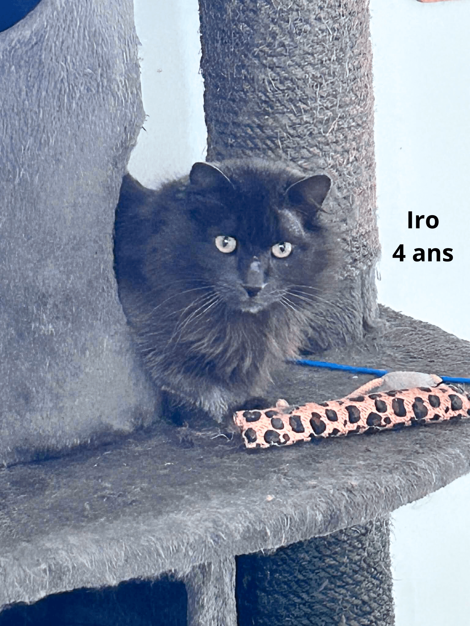 - | Ch'amis pour la vie
