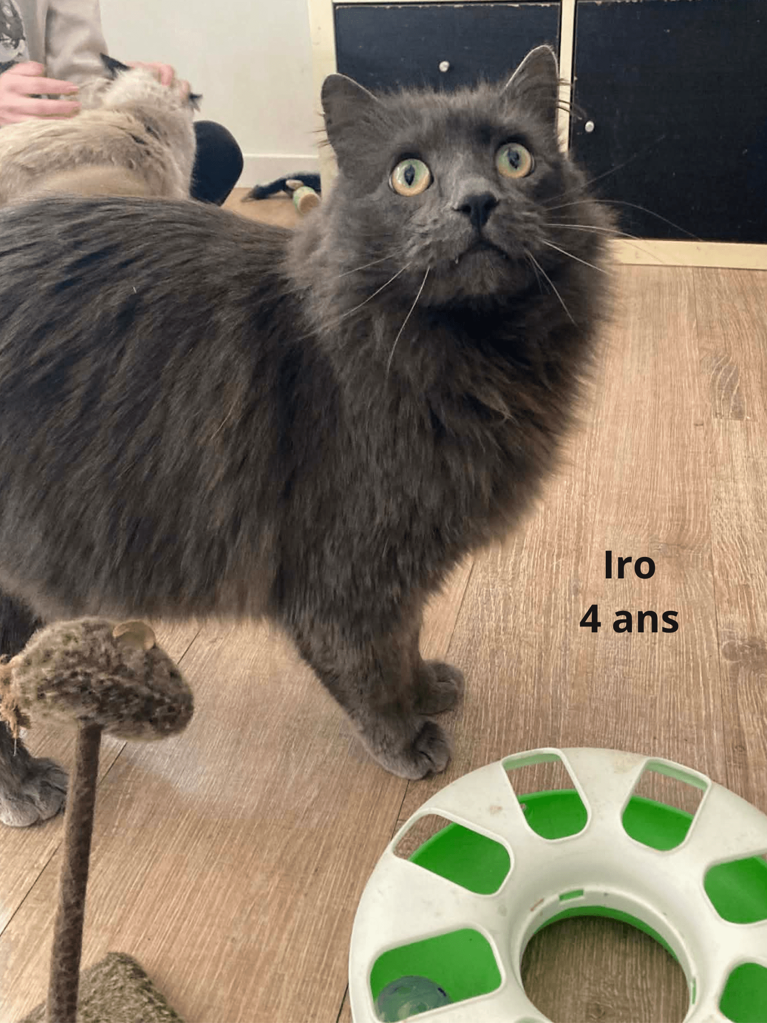 - | Ch'amis pour la vie