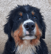 Heimdall | FCAPI - France Chiens d'Assitance Personnalisé et indidualisé