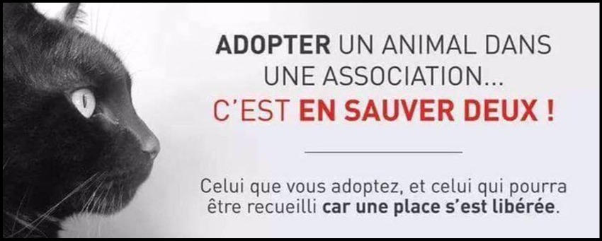 Ch'amis pour la vie