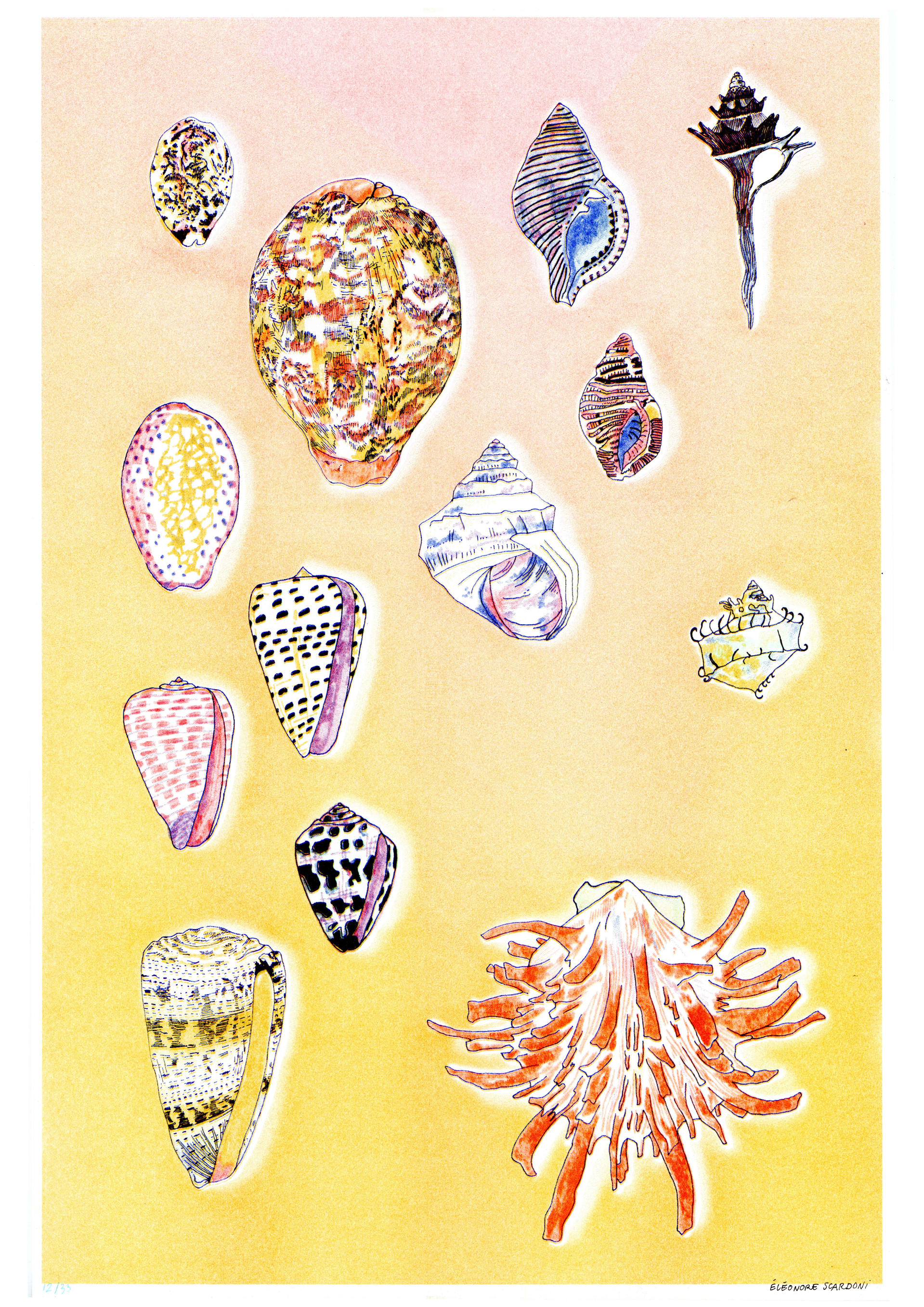 Coquillage grande | Forgeries & En 3000 Éditions