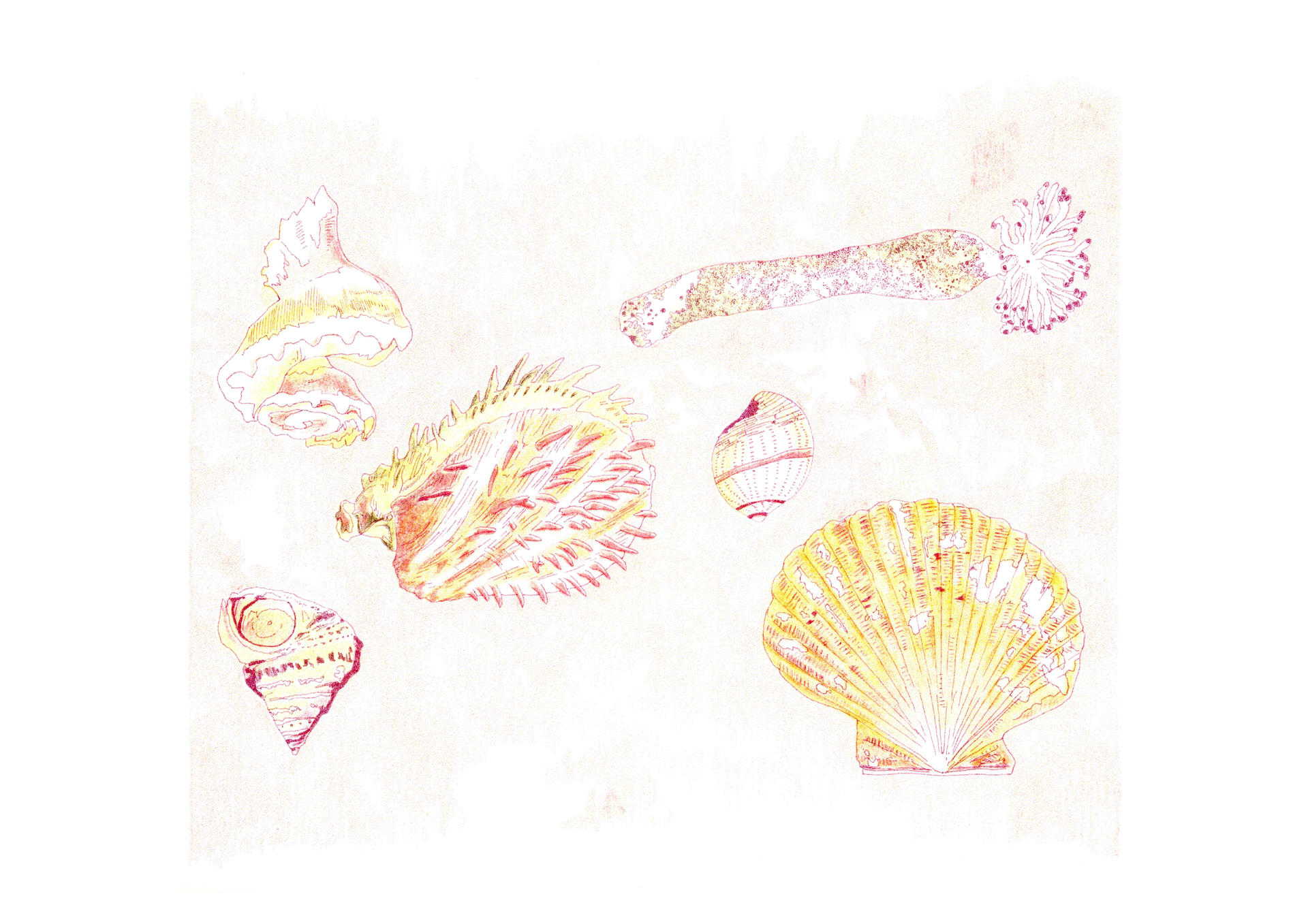 Coquillage petite | Forgeries & En 3000 Éditions