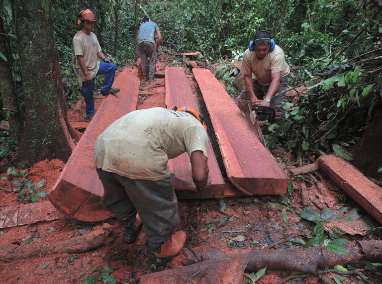 Lien Et Insertion Pour La Guyane