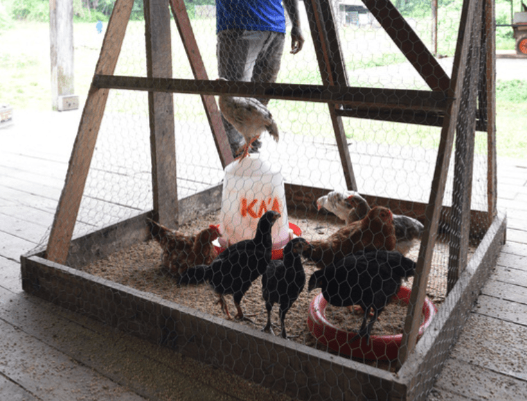 Lien Et Insertion Pour La Guyane