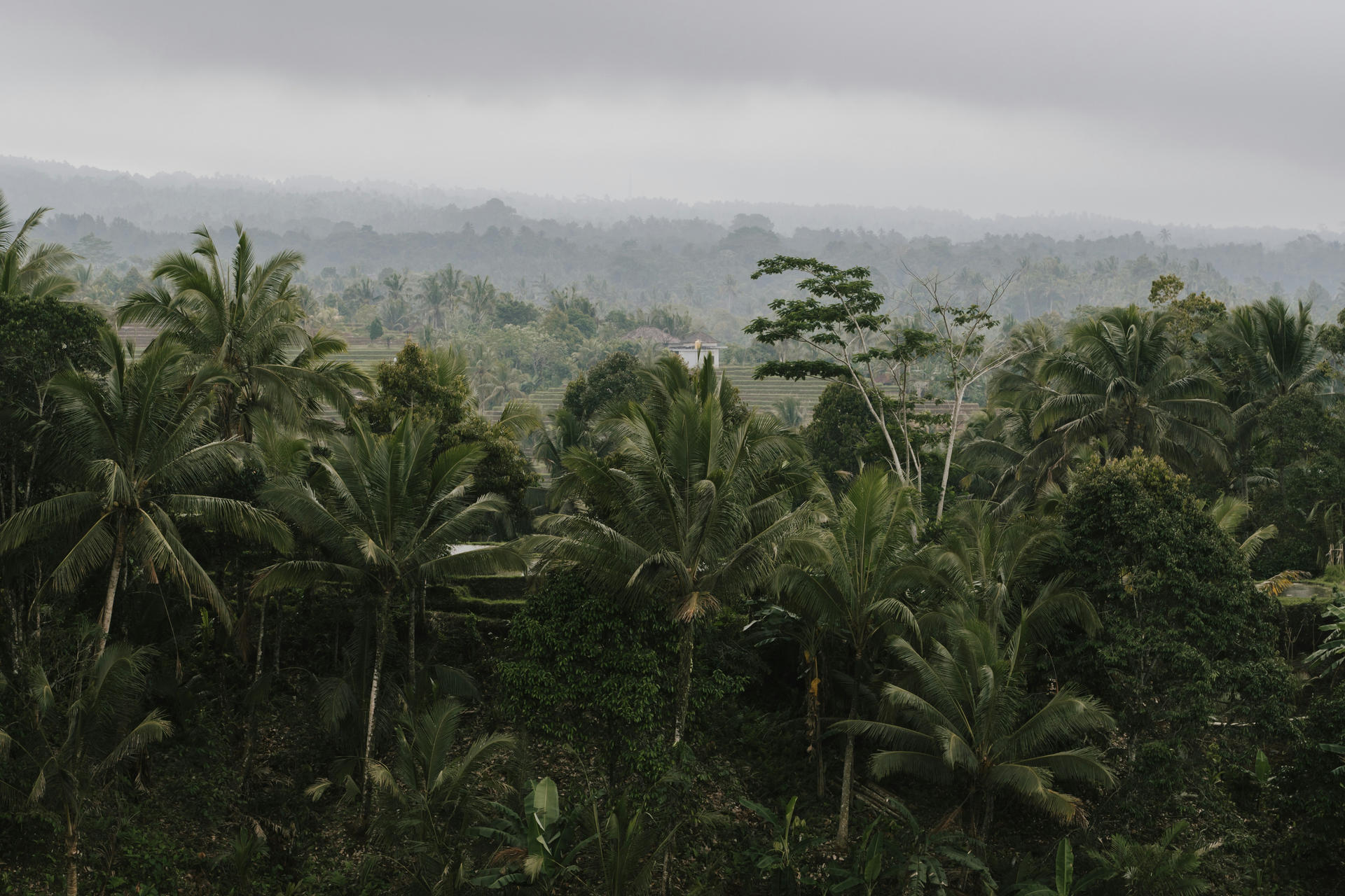 Lien Et Insertion Pour La Guyane