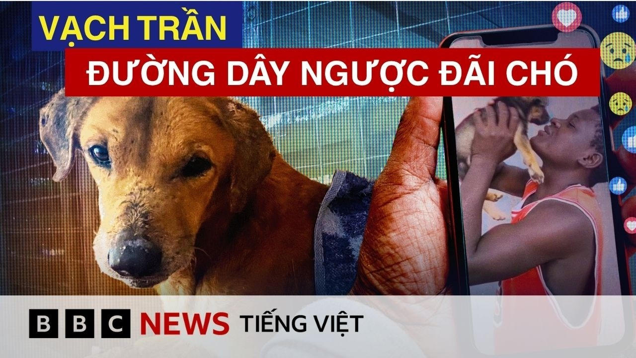 BBC ĐIỀU TRA: ĐƯỜNG DÂY NGƯỢC ĐÃI CHÓ ĐỂ KIẾM TIỀN Ở UGANDA