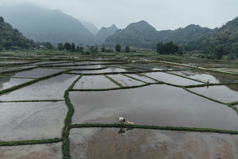 Vietnam Fraternité
