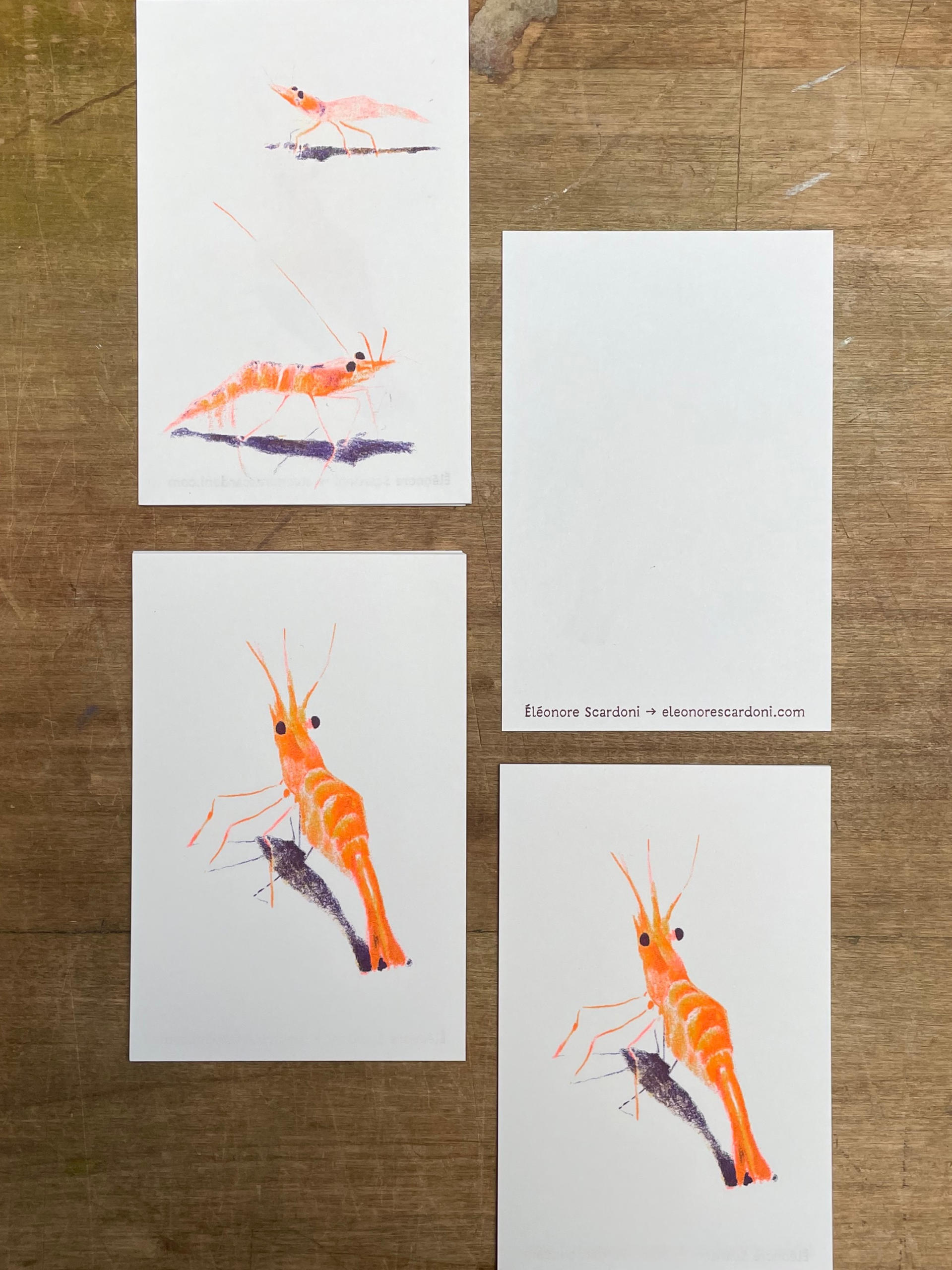 Crevettes | Éléonore Scardoni