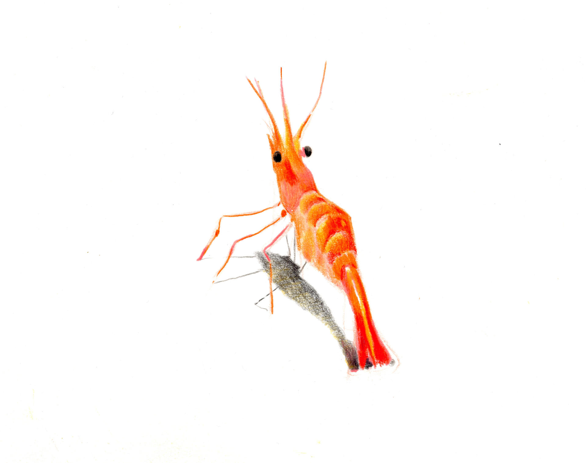 - | Éléonore Scardoni