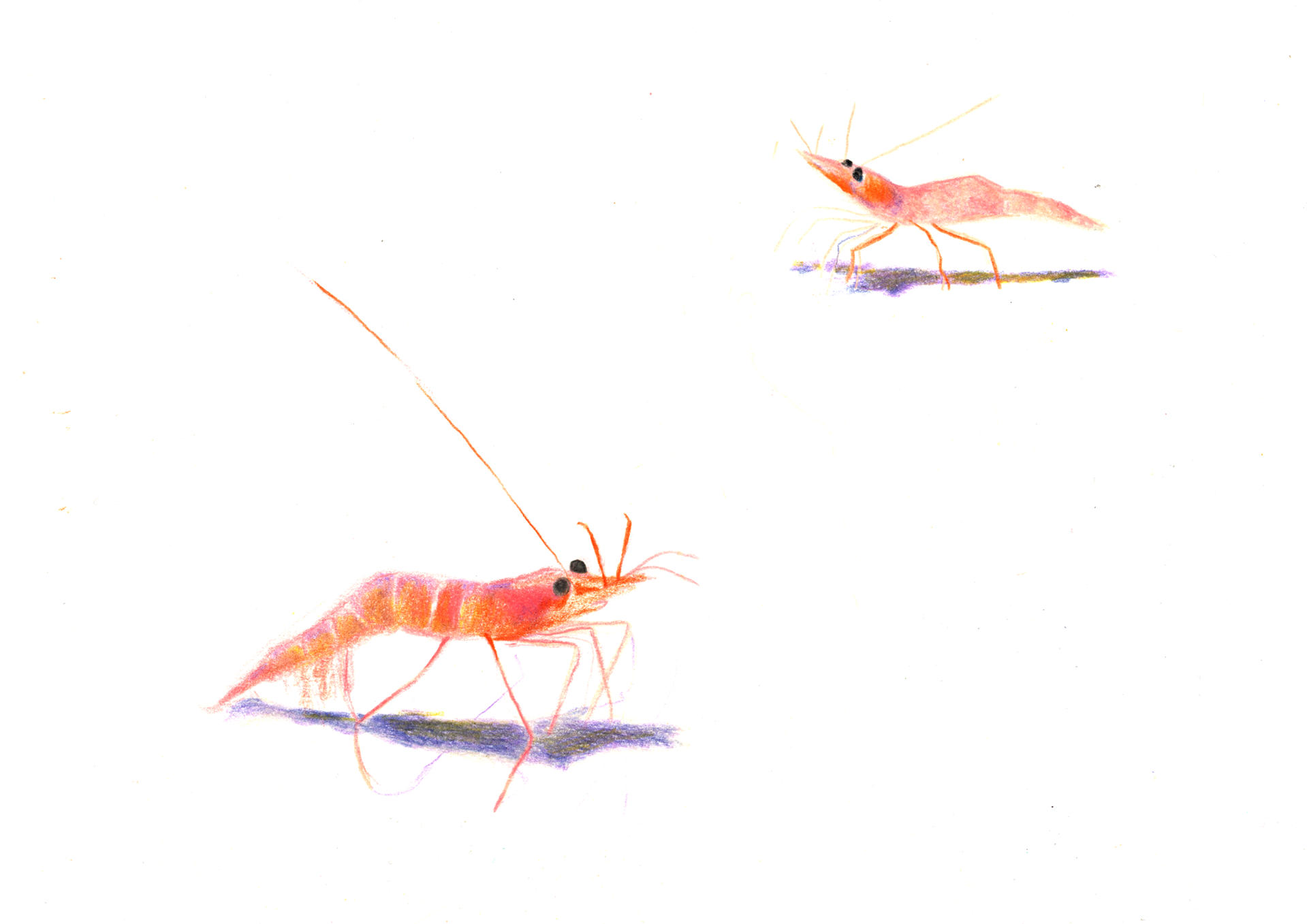 - | Éléonore Scardoni