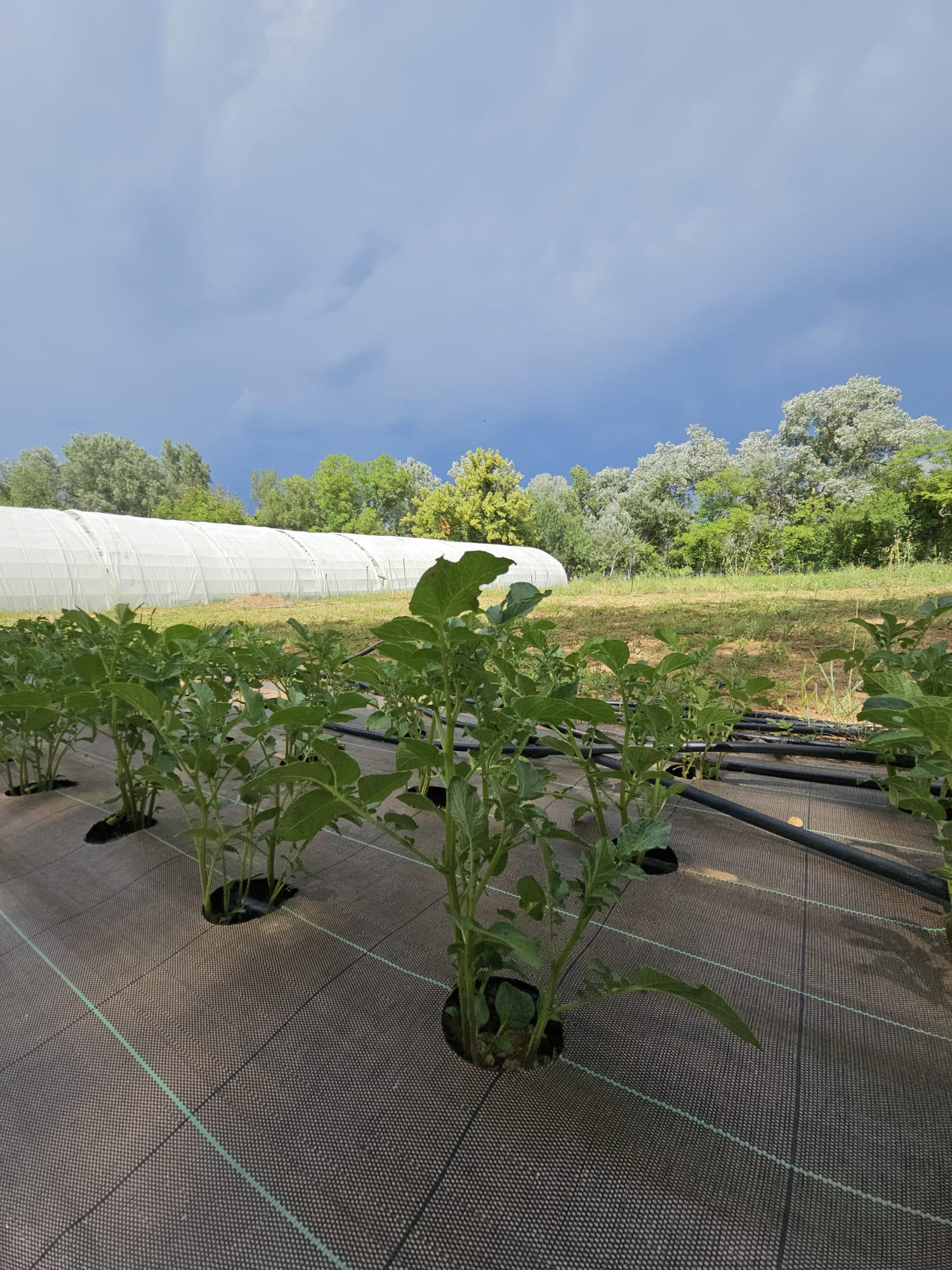 Création d'un potager d'entreprise pour Neyrat Immobilier | Potagers & Compagnie