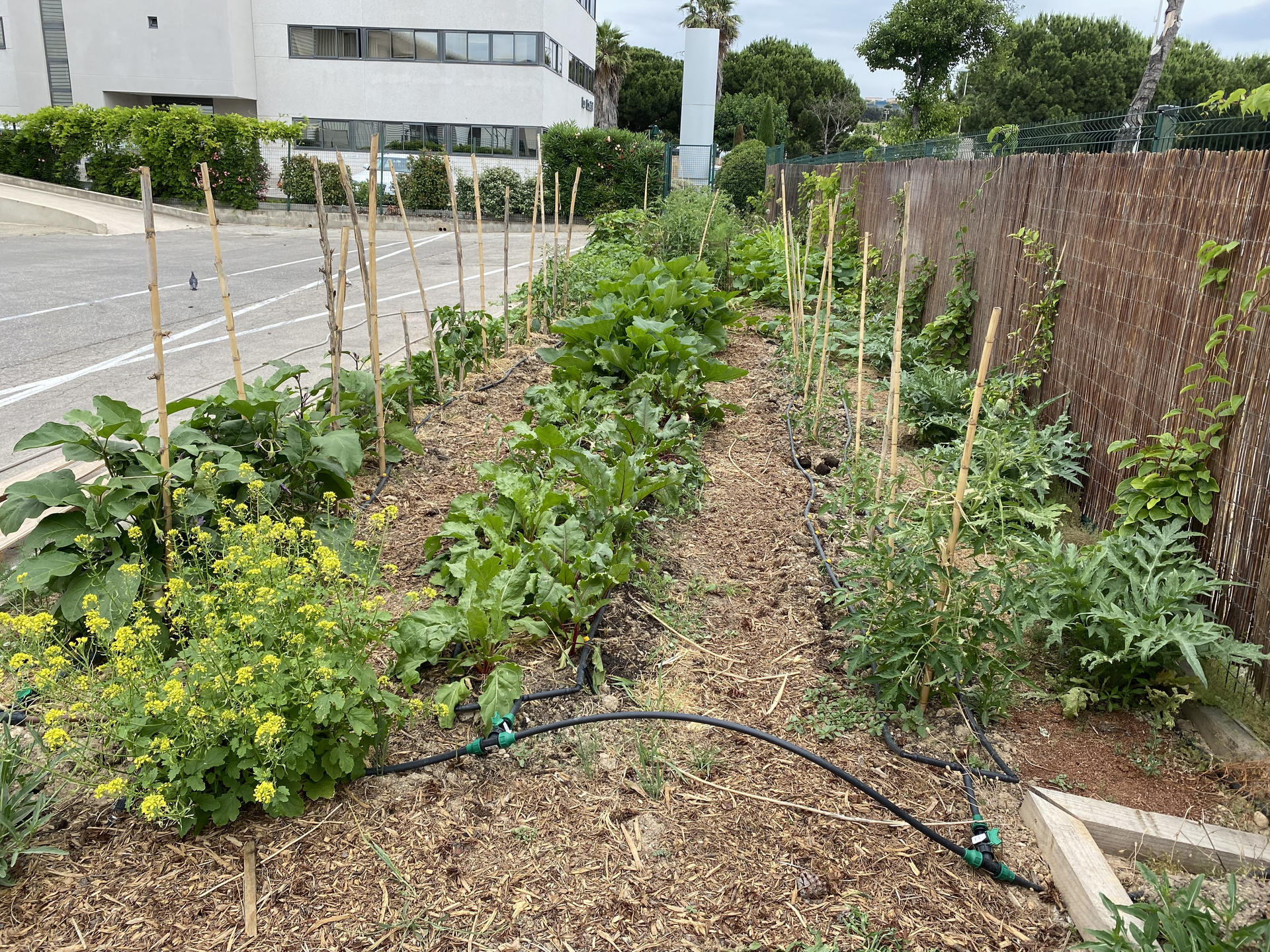 Création d'un potager d'entreprise pour Color Foods en milieu urbain | Potagers & Compagnie