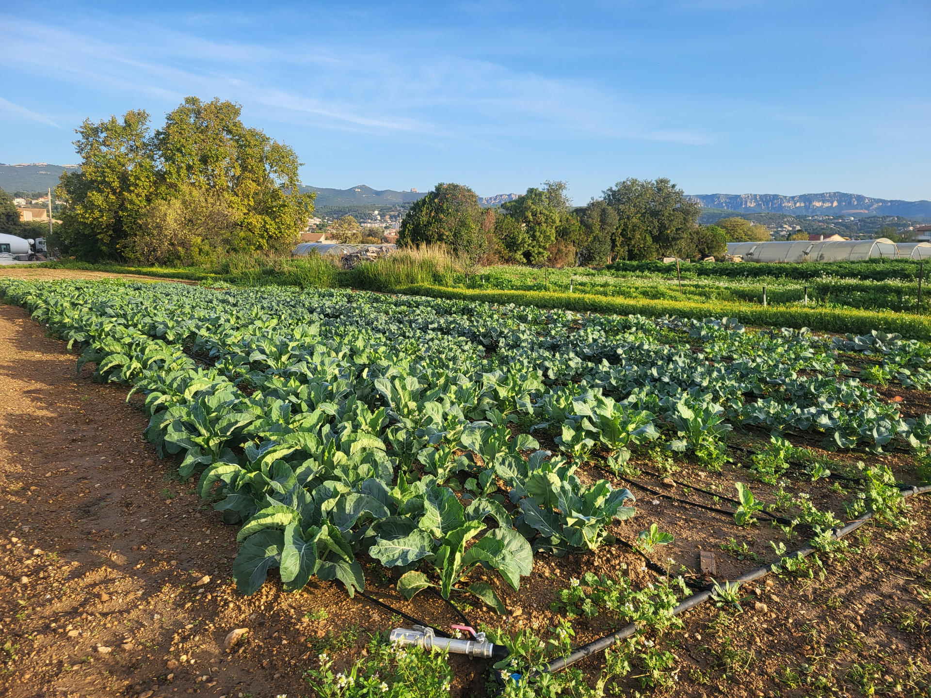 Création d’une ferme maraîchère municipale à Plan de Cuques | Potagers & Compagnie